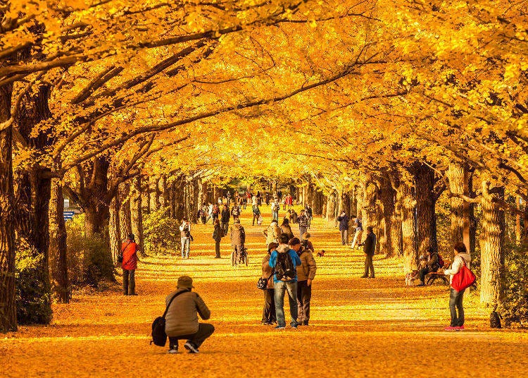 2. Meijijingu Gaien (Tokyo) – The Golden Ginkgo Promenade