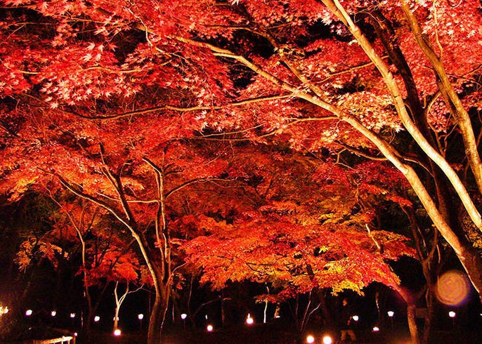 東京近郊 到秩父賞紅葉 吃美食 拍照技巧一併告訴你 Live Japan 日本旅遊 文化體驗導覽