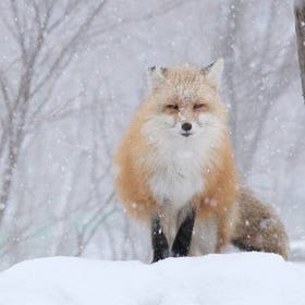 (Miyagi/Sendai) Zao Fox Village One Day Bus Tour with Fruits Picking
Details & Bookings ▶
(Photo/activity provider: Klook)