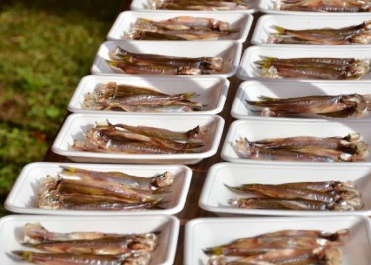 當季的最美味！滿滿新鮮正宗美食就在北海道「鵡川柳葉魚祭典」等你來嘗鮮！