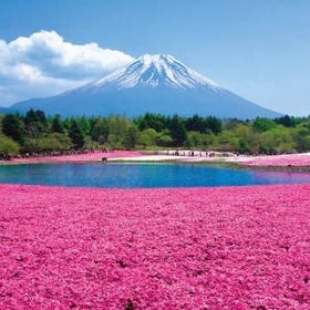 Mt. Fuji Flower Festival Tour with Ropeway Experience from Tokyo
Photo: (Klook)