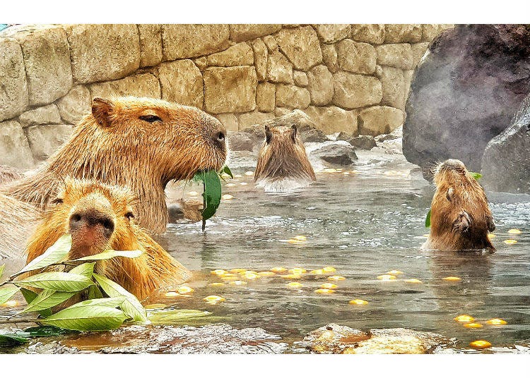 Capybaras enjoying hot spring at Izu Shaboten Zoo (icyyoke / Shutterstock.com)