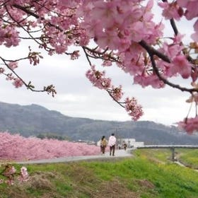 Cherry Blossoms & Mishima Skywalk & Gotemba Outlets 1 Day Bus Tour