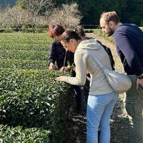 Small Group Japanese Green Tea Tasting in Shizuoka