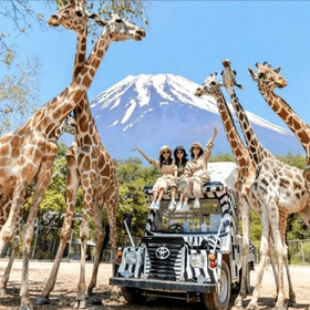 One-Day Tour of Fuji Safari Park, Oshino Hakkai, and Oishi Park
