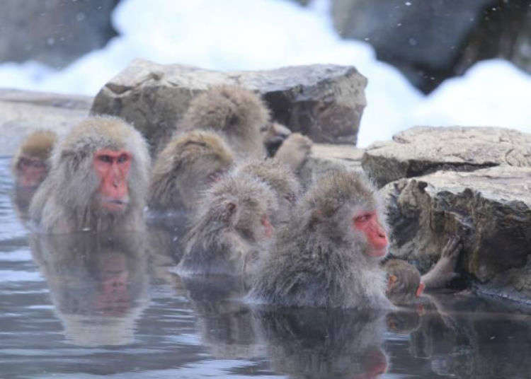 Monkeys Love Hot Springs?!' 3 Japanese Animals That Love Baths as Much as  Their Human Friends | LIVE JAPAN travel guide