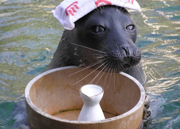 Image courtesy of Hakone-en Aquarium