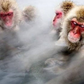 Snow monkeys from Tokyo: Full-Day Private trip with Local Guide
(Photo: Viator)