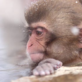 Snow Monkey and Shiga Kogen Roman Museum Trip from Tokyo with Lunch Buffet
(Photo: Klook)