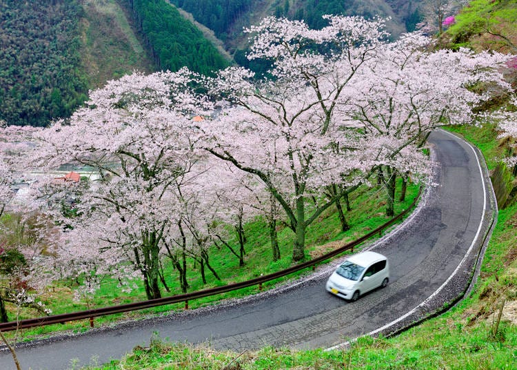Driving in Japan: 10 Important Tips You Need to Know Before You Go ...