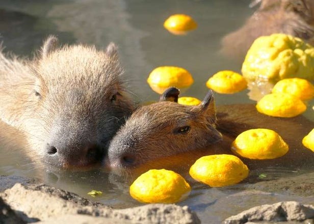 Japan's Cute Capybara: From Tropical Jungle Animals to Bathing Superstars!