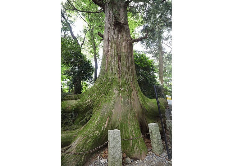 The first sightseeing spot you’ll come across is Takosugi. Its roots are like the arms of a giant octopus, boasting an age of more than 450 years!