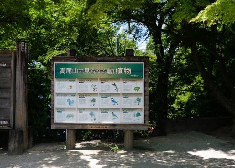 Various billboards introduce the flora and fauna of the mountain.