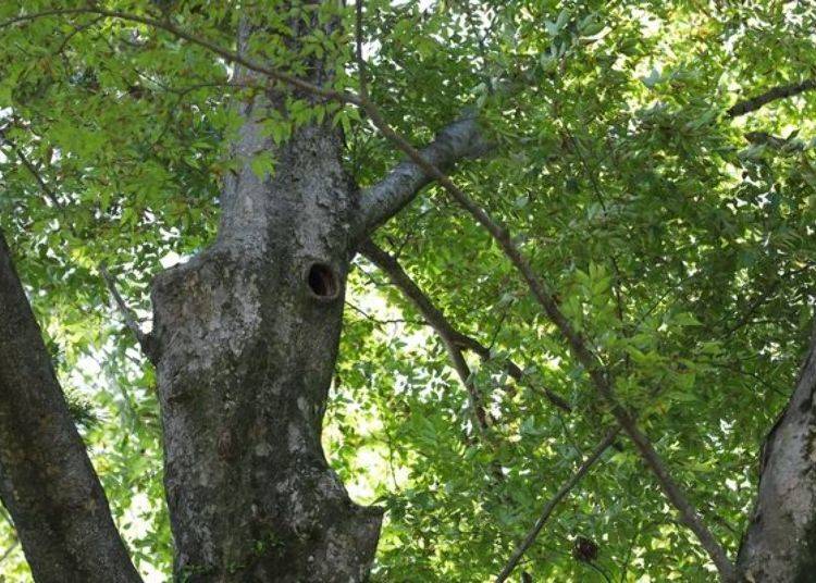 We even found a flying squirrel nest with the help of the information shown at the Mount Takao Visitor Center! It’s the hole inside the tree on the left, can you see it?