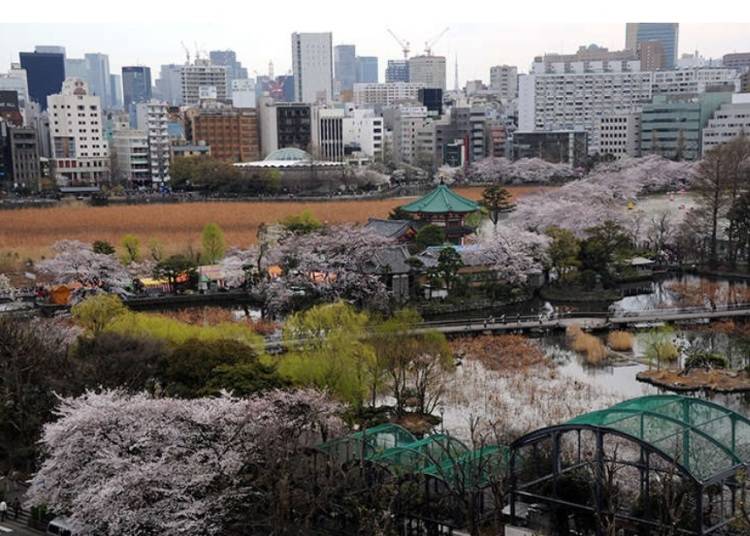 感受上野恩賜公園的多樣魅力