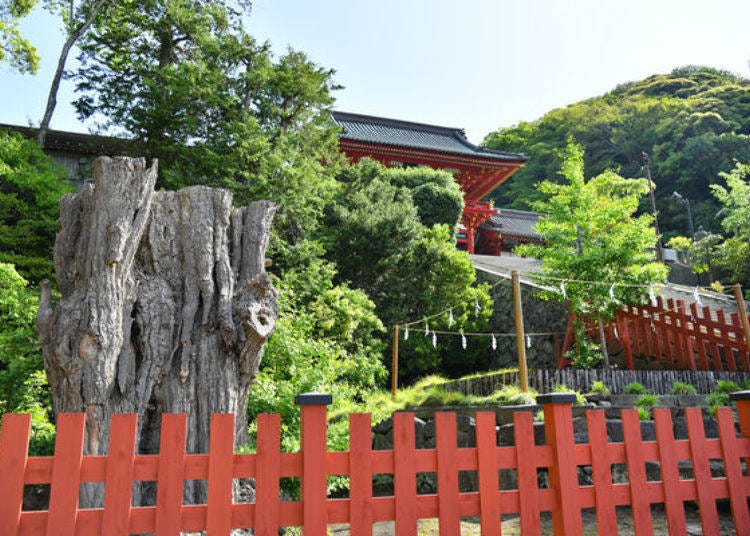 A large, 1,000-year old ginkgo tree called the “parent” (on the left), and its “child,” enclosed by a ritual rope called shimenawa.