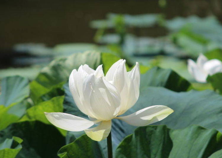 The lotus flowers outside the café blossom between July and August.