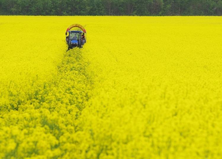 The fantastic golden flower fields spread as far as the eye can see!