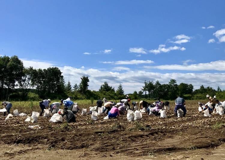 Potato digging is a fun and popular experience for groups! You get to take home the potatoes you dug up.