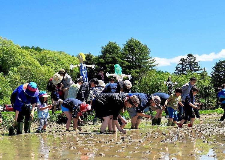 Become the owner of a rice paddy and experience essentials such as seeding and rice planting!