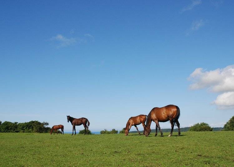 Thoroughbreds grazing under a blue sky is a scenery representative of Hokkaido.