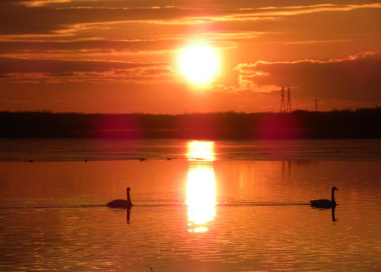 Various wild birds can be seen throughout the four seasons at Lake Utonai.