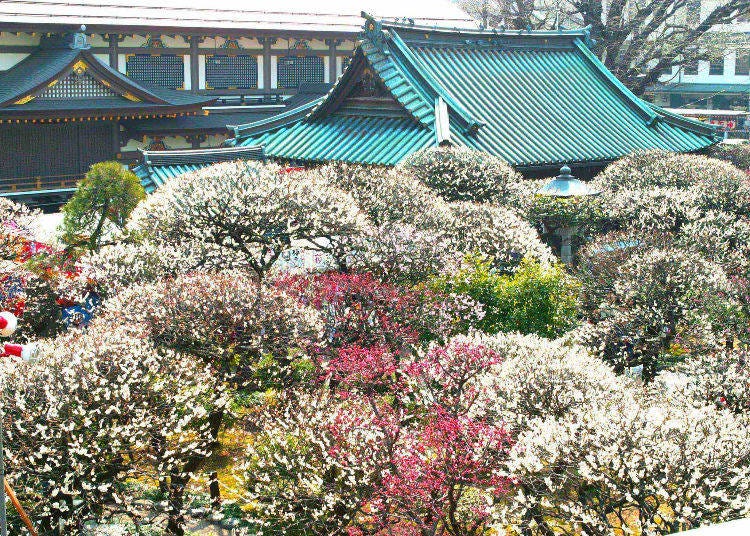 文京梅まつり