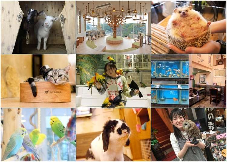 Dine With Rabbits! 9 Cute and Cuddly Animal Cafes in Tokyo | LIVE JAPAN  travel guide