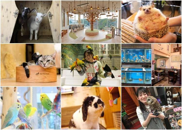 Dine With Rabbits 9 Cute And Cuddly Animal Cafes In Tokyo Live