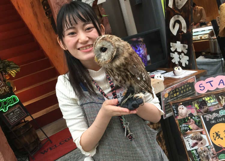 1. Owl no mori - Owl Cafe