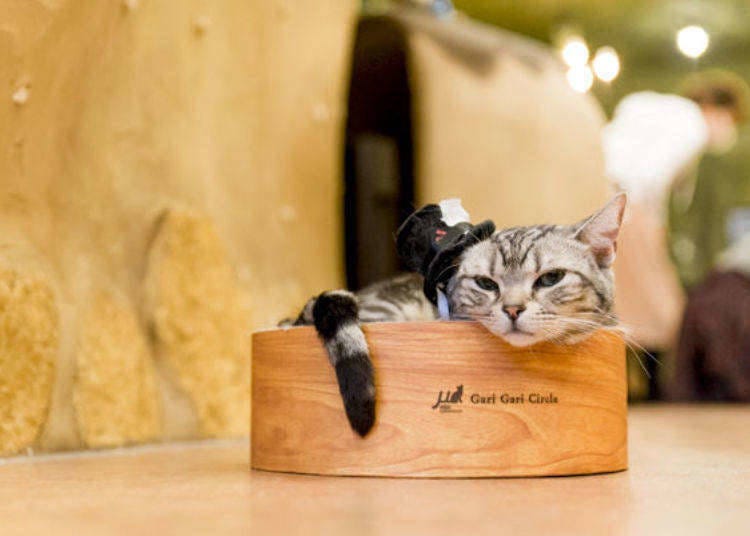 8. Temari no Ouchi - Cat Cafe