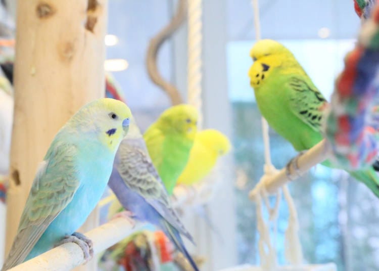 7. Kotori Café - Bird cafe