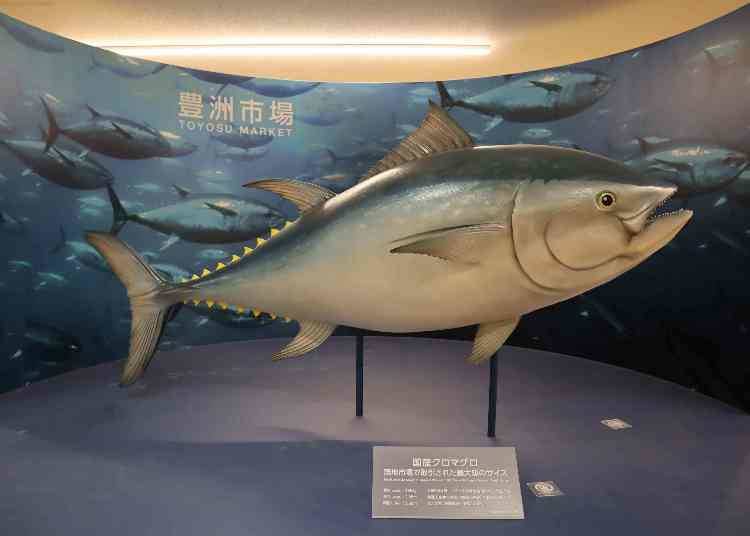 Block 7: Fisheries Wholesale Market Building (Catch the Famous Tuna Auction!)
