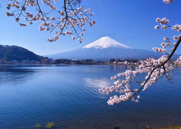 每日出發、直達富士山河口湖「富士回遊」交通超便利！1日、2日行程推薦