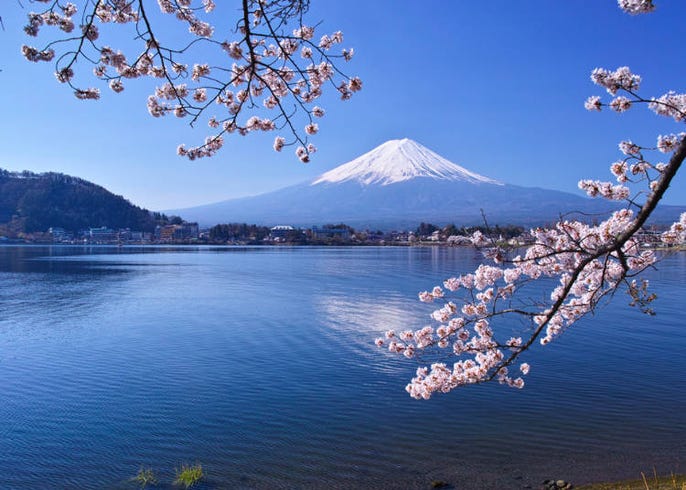 每日出發 直達富士山河口湖 富士回遊 交通超便利 1日 2日行程推薦 live japan 日本旅遊 文化體驗導覽