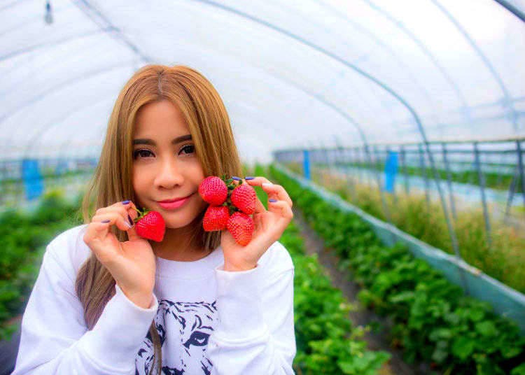 2. Strawberry picking