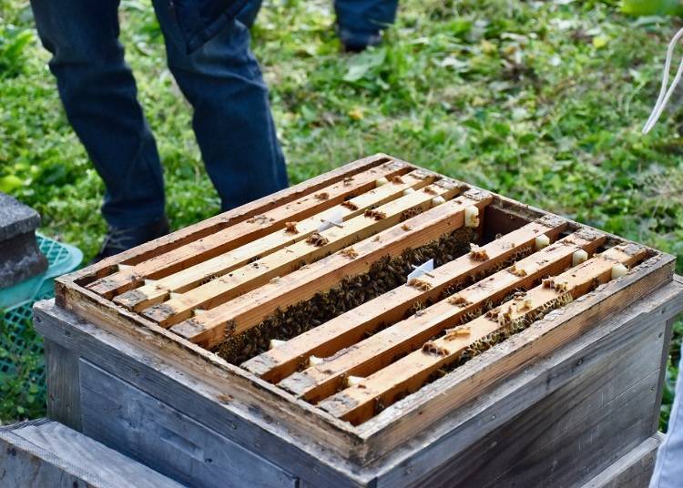 Mitsubachi Farm - Front row seats to live honey making!