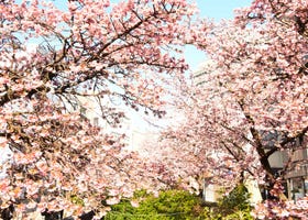 [東京近郊]2022熱海糸川櫻花祭！想要不擠人，就來搶先賞日本的早開櫻！