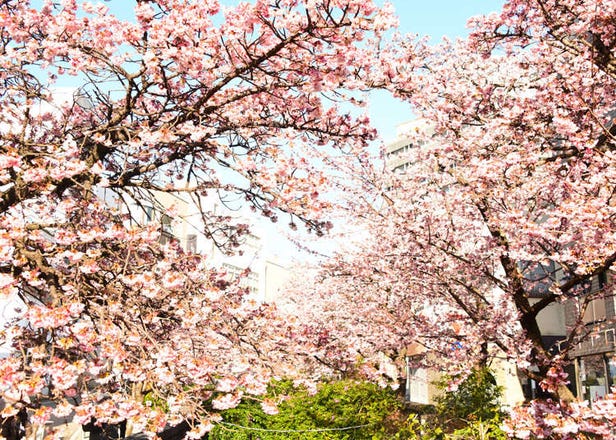 [東京近郊]2022熱海糸川櫻花祭！想要不擠人，就來搶先賞日本的早開櫻！