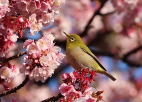 Atami Sakura: Japan's Gorgeous Early Blooming Cherry Blossoms Near Tokyo! (Feb 2023)