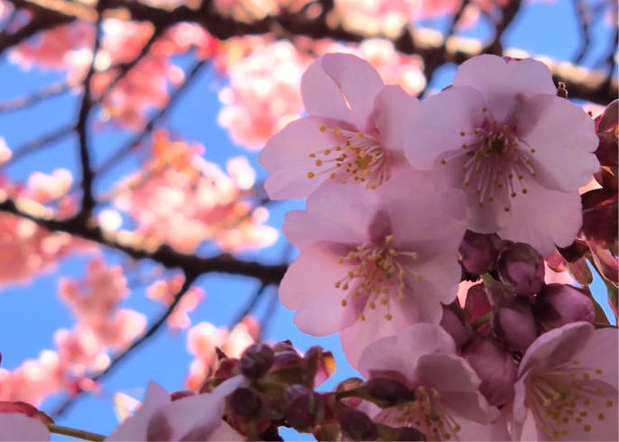 Atami Sakura Japan S Incredible Early Blooming Cherry Blossoms