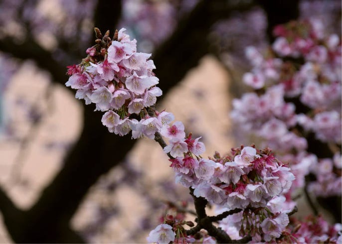 Atami Sakura Japan S Incredible Early Blooming Cherry Blossoms