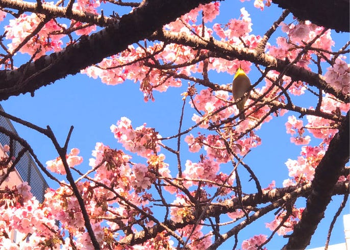 Atami Sakura Japan S Incredible Early Blooming Cherry Blossoms