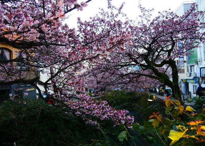 Atami Sakura Japan S Incredible Early Blooming Cherry Blossoms