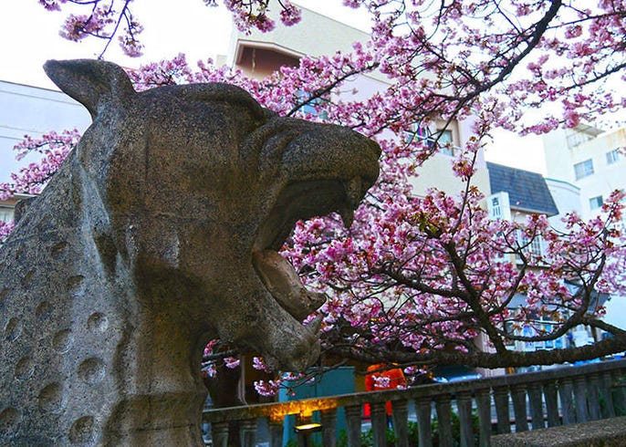 Atami Sakura Japan S Incredible Early Blooming Cherry Blossoms