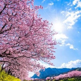 Izu/Atami Customizable Chartered Car Tour
(Image: Klook)