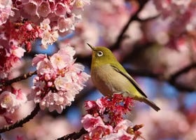 [東京近郊]2025熱海糸川櫻花祭！想要不擠人，就來搶先賞日本的早開櫻！