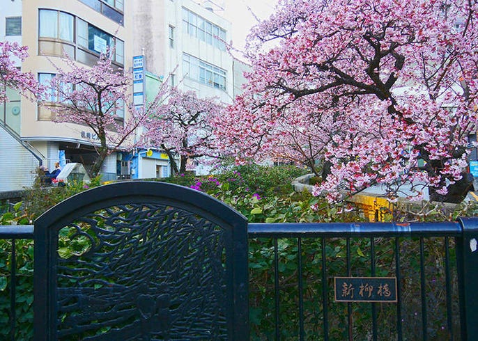 東京近郊旅遊 2020熱海櫻花季現正盛開 想要不擠人賞櫻就要搶先賞日本早開櫻花 live japan 日本旅遊 文化體驗導覽