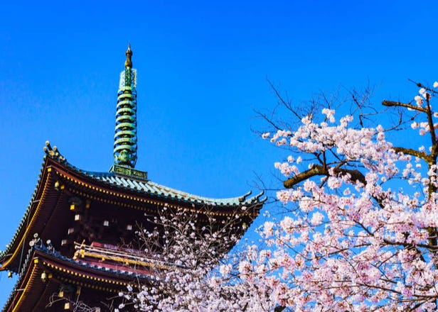 Spring Travel Guide: 10 Tips for Visiting Japan in Spring