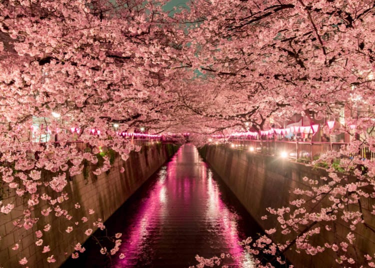 5. Day + Night-time Cherry Blossom viewing